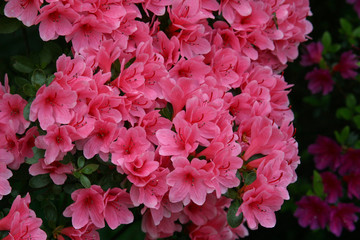 Bush of flowers in the garden