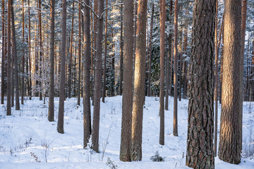 Sunny Winter Day in Pine Tree Forest, Abstract Background