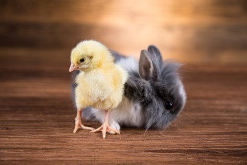 Easter brown rabbit in a basket and chicken.