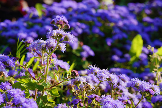 Purple Ageratum flowers in the garden