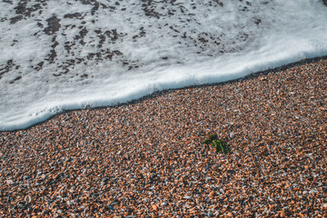 Beautiful background of natural looking sea and sand with green seaweed, sea foam kissing the beach