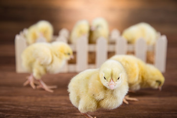 Yellow Easter chickens in the yard