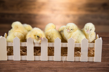 Yellow Easter chickens in the yard © dianaduda