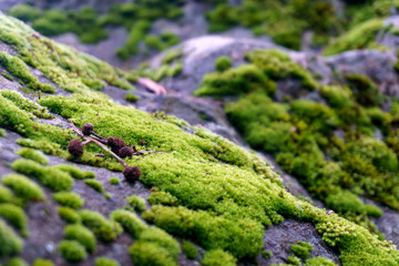 Moss on the wet rock