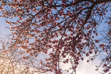 close up of flowering almond trees. Beautiful almond blossom on the branches, at springtime background in Valencia, Spain. Perfect and colorful natural background.