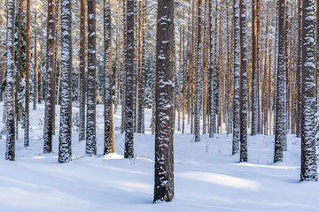 Sunny Winter Day in Pine Tree Forest, Abstract Background