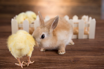 Obraz premium Yellow Easter chicken and a rabbit in the yard.