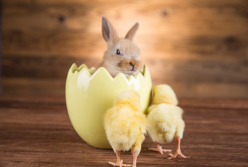 Easter rabbit and chicken in the shell of eggs