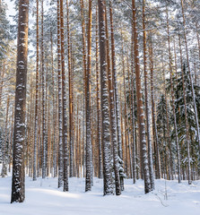 Fototapeta premium Sunny Winter Day in Pine Tree Forest, Abstract Background