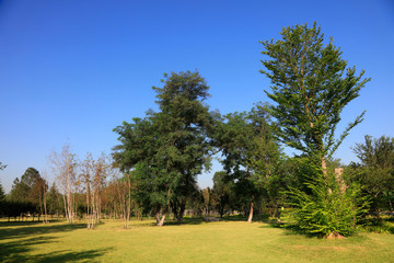 trees under the blue sky
