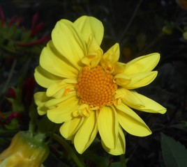 closeup of yellow flower