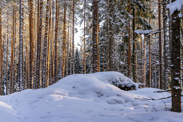 Fototapeta premium Sunny Winter Day in Pine Tree Forest, Abstract Background
