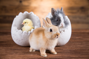 Easter rabbit and chicken in the shell of eggs.