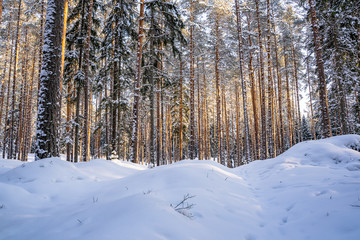 Sunny Winter Day in Pine Tree Forest, Abstract Background