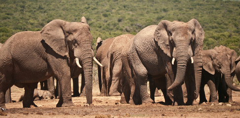 elephant herd resting