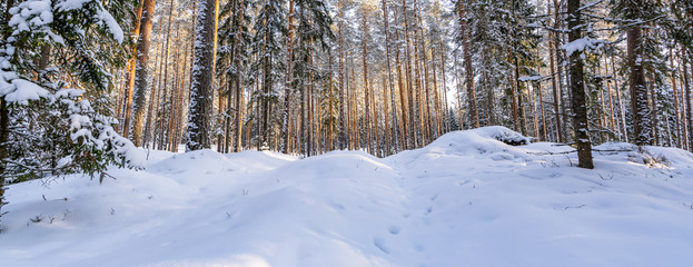 Panorama Photo of Sunny Winter Day in Pine Tree Forest, Abstract Background