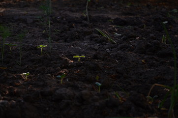 Young plant growing in the black solid under the sun rays