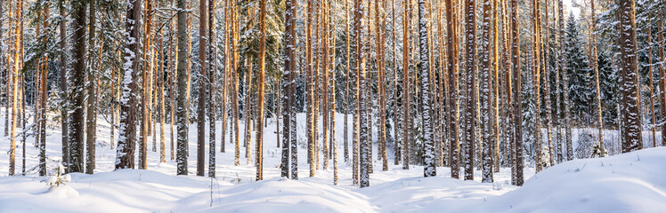 Fototapeta premium Panorama Photo of Sunny Winter Day in Pine Tree Forest, Abstract Background