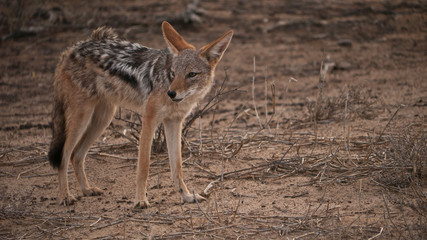 black-backed jackal in savannah, close