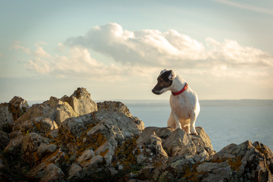 322 Best Bebe Chien Images Stock Photos Vectors Adobe Stock