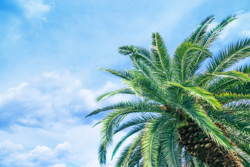 Fototapeta premium Coconut Palm tree with blue sky and clouds, beautiful tropical background.