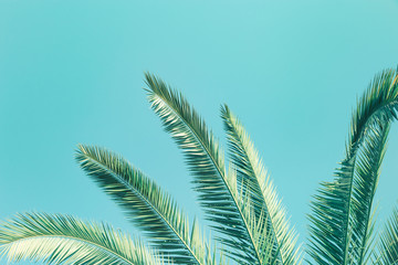 Palm tree leaves under blue sky. Natural summer background with copy space. Travel card.