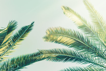 Vintage toned palm tree over sky background with copy space.
