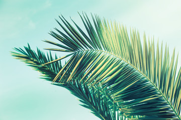 Close up leaves coconut palm trees and pink background with copy space. Summer background.