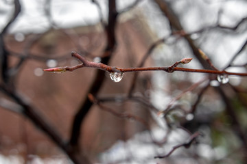 Closed-up of rain drops on a branch with shallow depth of field 