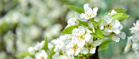 Fototapeta premium Blütenmeer aus Birnenblüten - Blütezeit in Südtirol