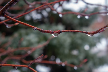 Closed-up of rain drops on a red branch with shallow depth of field 