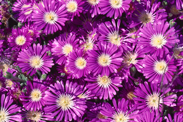 blooming desert in spring of namaqualand, south africa 