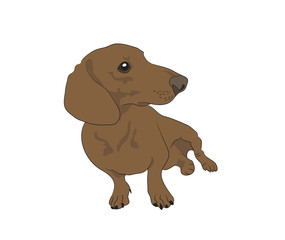 Vector illustration of a dachshund that sits, colored drawing
