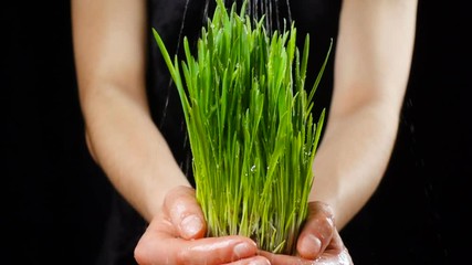 Girl's hands holding green grass under rain, slow motion