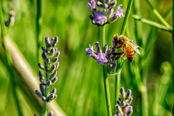 Honigbiene beim Saugen von Nektar in einer Lavendelblüte