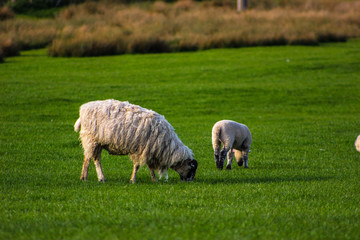 Fototapeta premium Sheeps