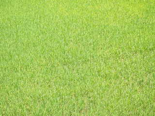 Rice Field