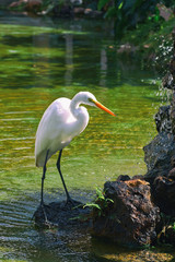 Obraz premium White Heron on long legs with a red beak