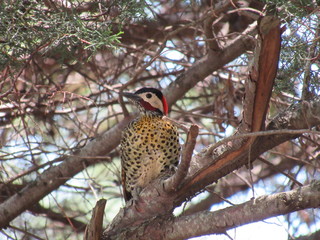 Pajaro Bonito Exotico tres colores cabeza roja © Esteban