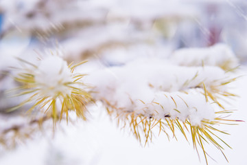 First snow.Snow on a tree branch.