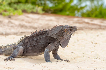 Iguana Island, lizards like dragons and ancient reptiles walk on sand