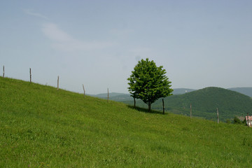 Fototapeta premium A small tree stand alone in a lush green field.