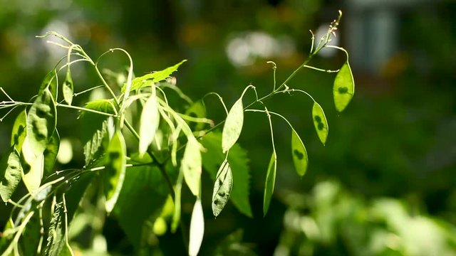 Lunaria rediviva, known as perennial honesty.