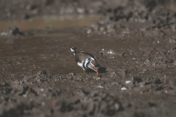 Three banded plover.Charadrius tricollaris, Kruger National Park, South Africa.
