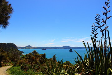 Fototapeta na wymiar Coastline - Hahei - New Zealand