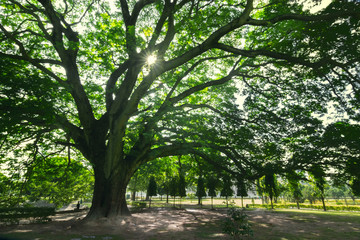 Large green tree with morning sun