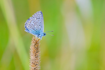 Small butterfly dove sits on a dry spikelet of grass