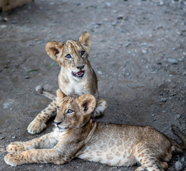 baby lions in Guatemalan zoo