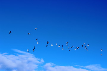 Seagulls in Hahei - New Zealand