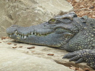 siamese crocodile